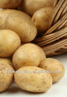 2014  Shandong   new   crop  Fresh  Potato  in Various Pack
