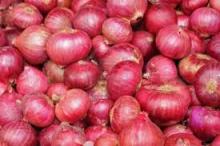 RED ROSE ONION