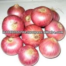 WHITE ONION