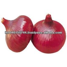DUTCH ONION