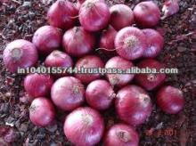 HOLLAND ONION
