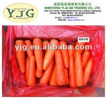 2013 New Fresh Red Carrots with Best Quality and Price From Shandong China