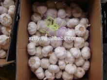 Chinese Fresh Pure White Garlic