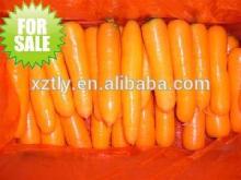 2014 New Crop Fresh Carrot