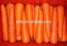China Fresh Carrot