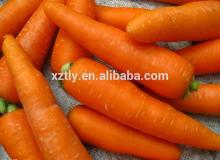 2014 New Crop Carrot