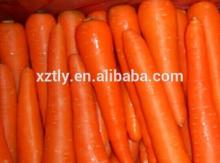 Chinese Fresh Carrot Price