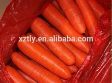 Chinese New Crop Hot Sale Fresh Carrot