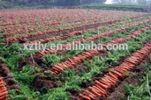 2014 New High Quality Fresh Carrot Hot Sale