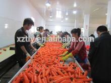 2014 new fresh yellow carrot grown in China hot sale