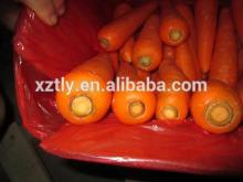 Fresh New carrot with good quality hot sale