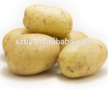 Fresh  New   Holland  Potato