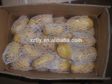 Long Shape Yellow Fresh Potato