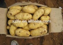 2014 Holland New Fresh Potato