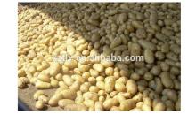 New crop fresh potato