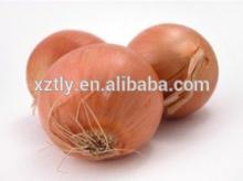 2014 China fresh yello fresh onion with high quality
