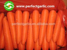 2014 Crop Fresh Carrot