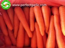 Fresh Carrot