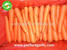 Chinese Fresh Carrot