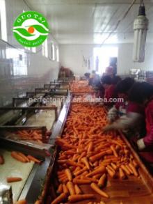 2014 New Crop Shandong Fresh Carrot