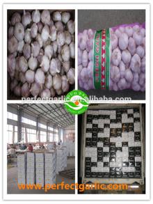 2014 Jinxiang Fresh Normal White Garlic, 2014 red garlic