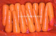 Export New Fresh Red Carrot from China
