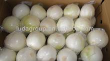 2013 New Chinese Onion for Sales