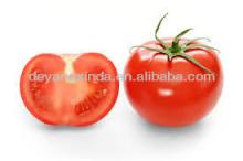 Chinese new fresh tomato