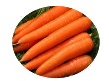 Fresh carrot