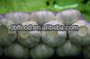 natural garlic