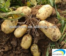 Chinese fresh potato on hot sale