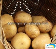 new season holland potato from china