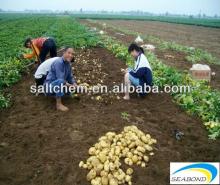2013 new holland potato with low price