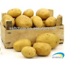  2013   holland   potato ,great chinese  potato 