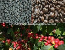 instant coffee powder (spary dried arabica coffee)