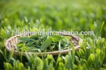 225937-10-0 Green Tea Extract Catechin hydrate
