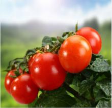 70-4.5kg concentrate tomato paste & tomato paste in drum