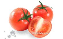 70g-4.5kg canned tomato paste , sachet tomato paste and drum tomato paste from Non-fertilizerfarm
