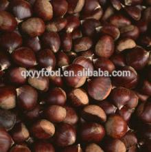 hot buy fresh Qianxi chestnuts