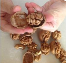  walnut   without   shell  ,crushed  walnut   shell s,black  walnut   shell s