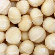 Macadamia nuts for sale(Raw Macadamia Kernel )