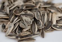 Black Seed