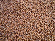 HAZELNUT FROM TURKEY (