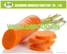Fresh Carrot 250-300g Factory supply New Crop high quality with KOSHER