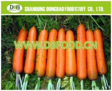 Fresh Carrot 200-250g Factory supply New Crop high quality 10kg/carton