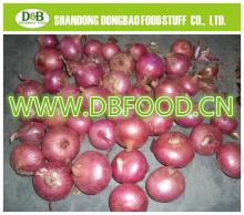 Fresh  Red   Onion  Sabrina supply New Crop high quality Fresh  Onion   7 - 9cm 
