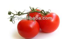 Dehydrated tomato powder exporter