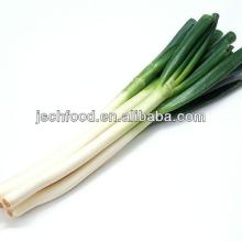 sell  dehydrated  leek flake 8*8 white and green leaf mixed