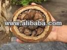 Brazilnut