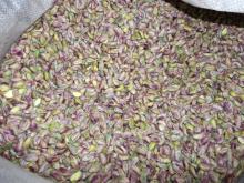 american pistachios kernel